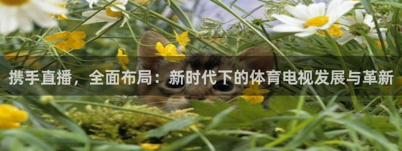 携手直播，全面布局：新时代下的体育电视发展与革新