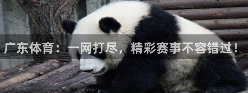 广东体育：一网打尽，精彩赛事不容错过！