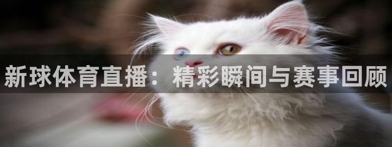 新球体育直播：精彩瞬间与赛事回顾