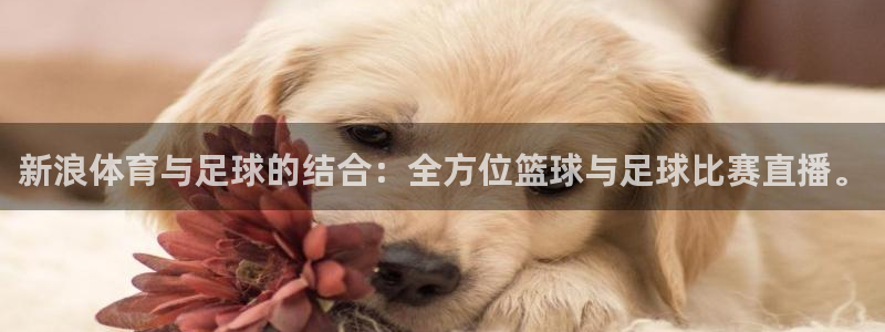 新浪体育与足球的结合：全方位篮球与足球比赛直播。