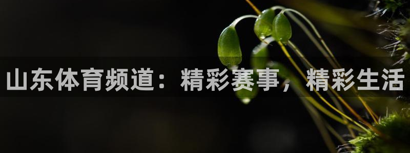 山东体育频道：精彩赛事，精彩生活
